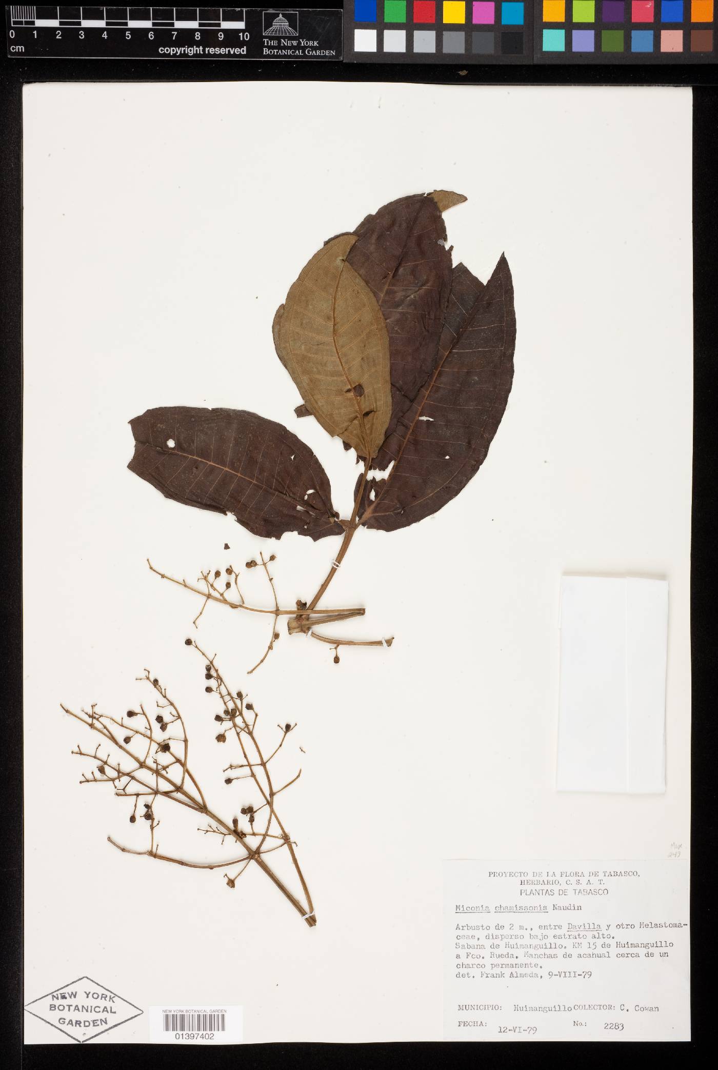 Miconia chamissois image