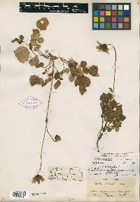 Dahlia australis var. serratior image