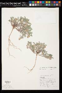 Astragalus pulsiferae var. coronensis image