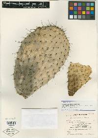 Opuntia hyptiacantha image