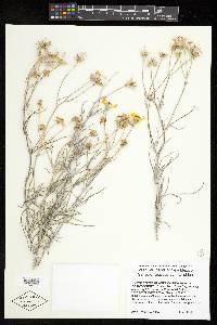 Senecio flaccidus var. flaccidus image