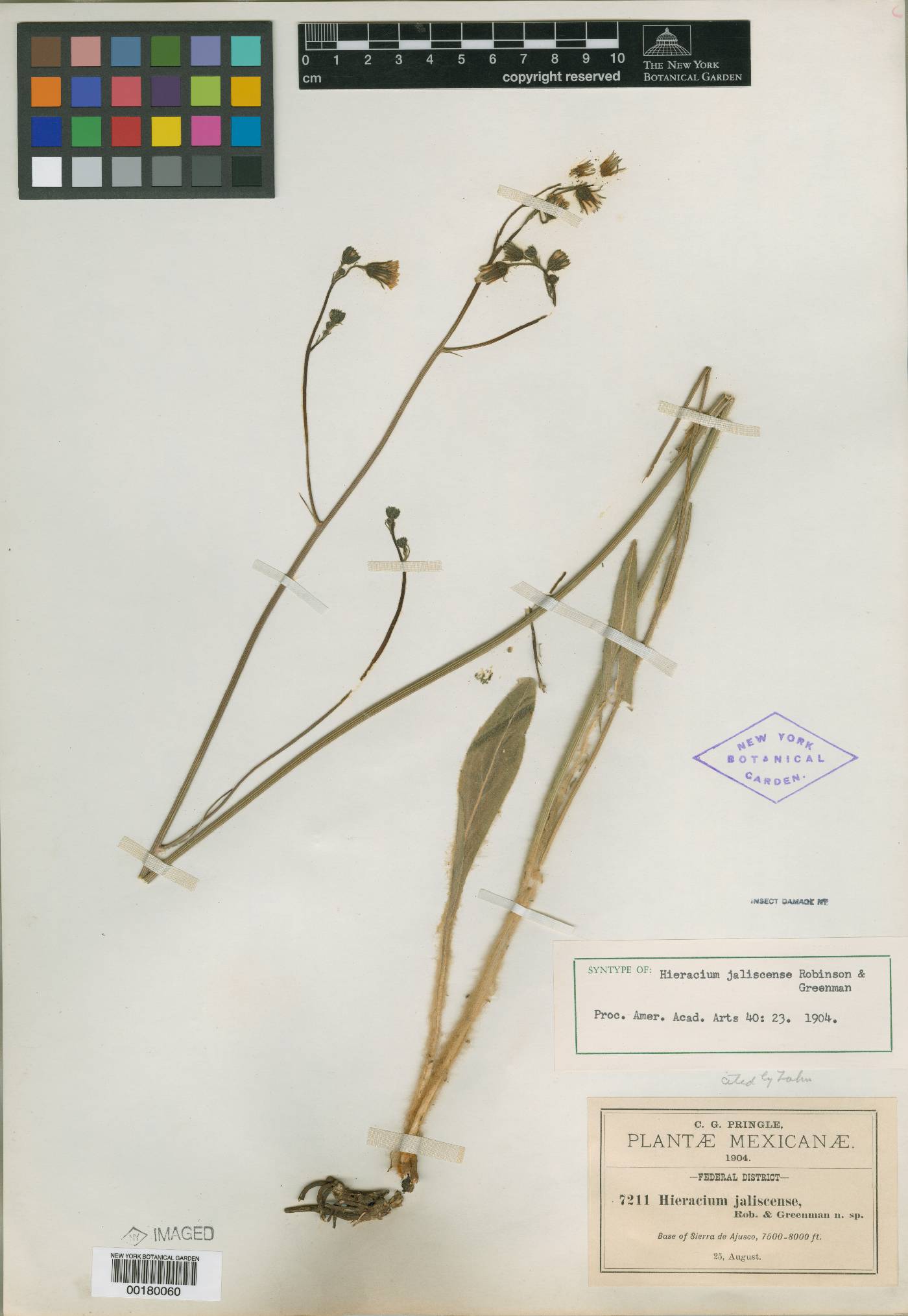 Hieracium pringlei image