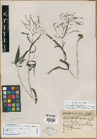 Carlowrightia lanceolata image