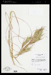 Andropogon glomeratus image