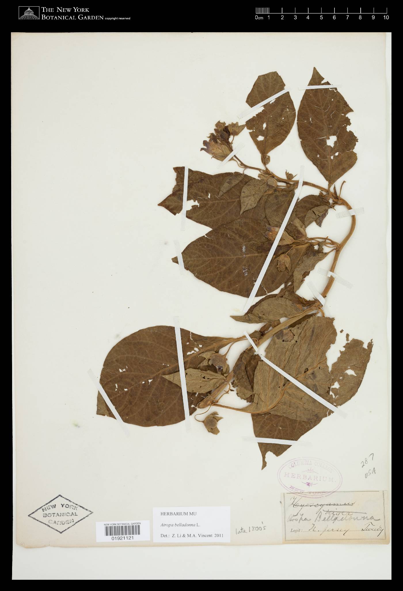 Atropa belladonna image