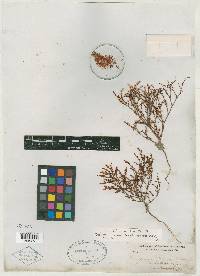 Eriogonum foliosum image