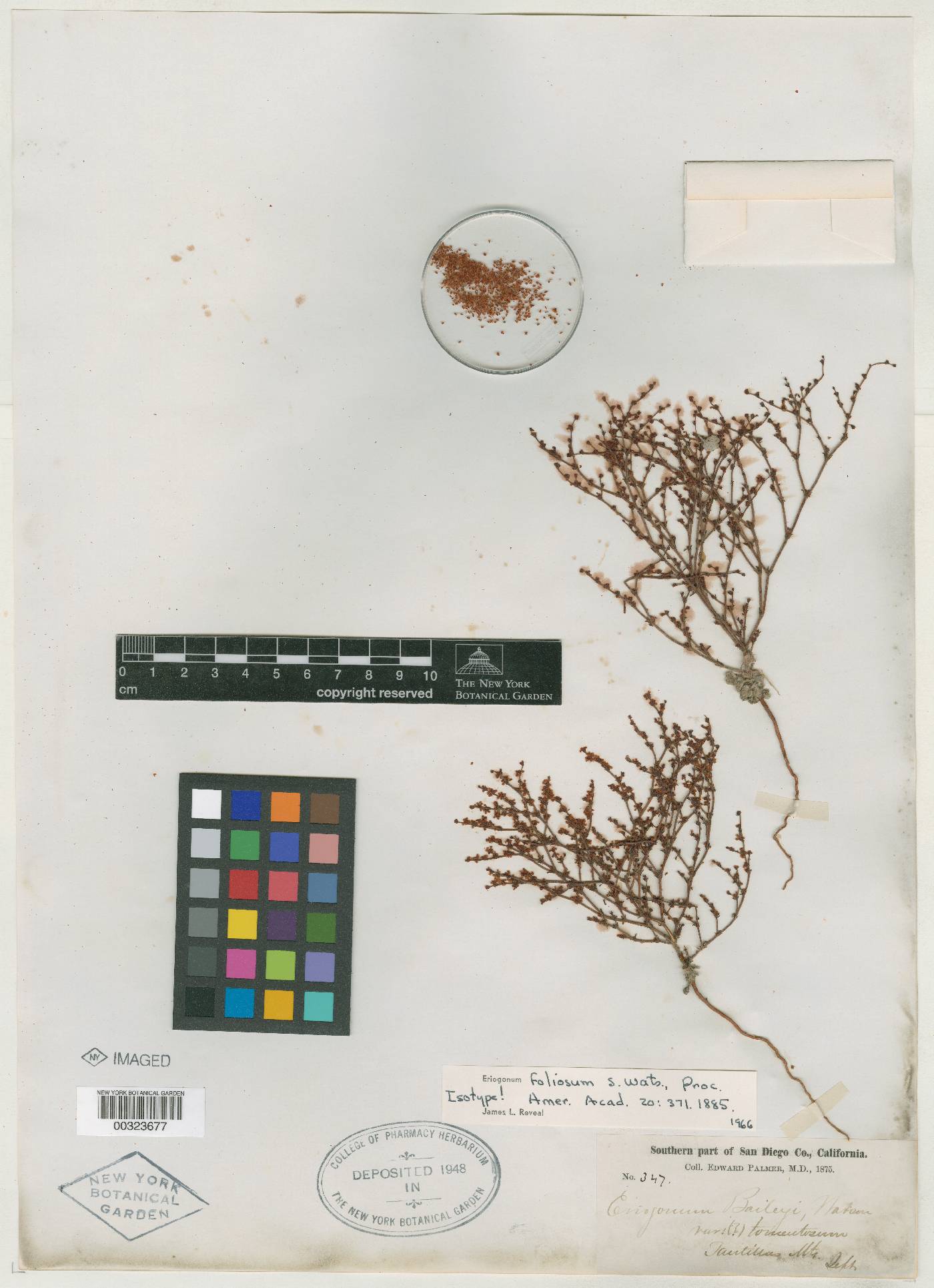 Eriogonum foliosum image