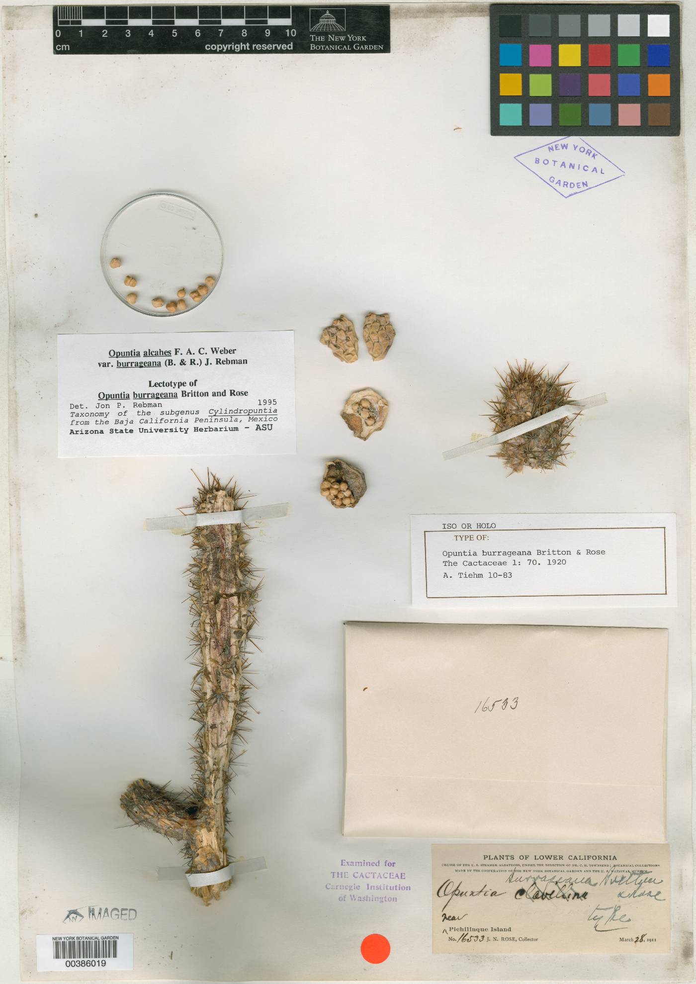 Opuntia burrageana image