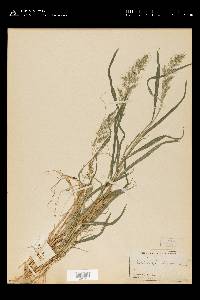 Muhlenbergia setarioides image