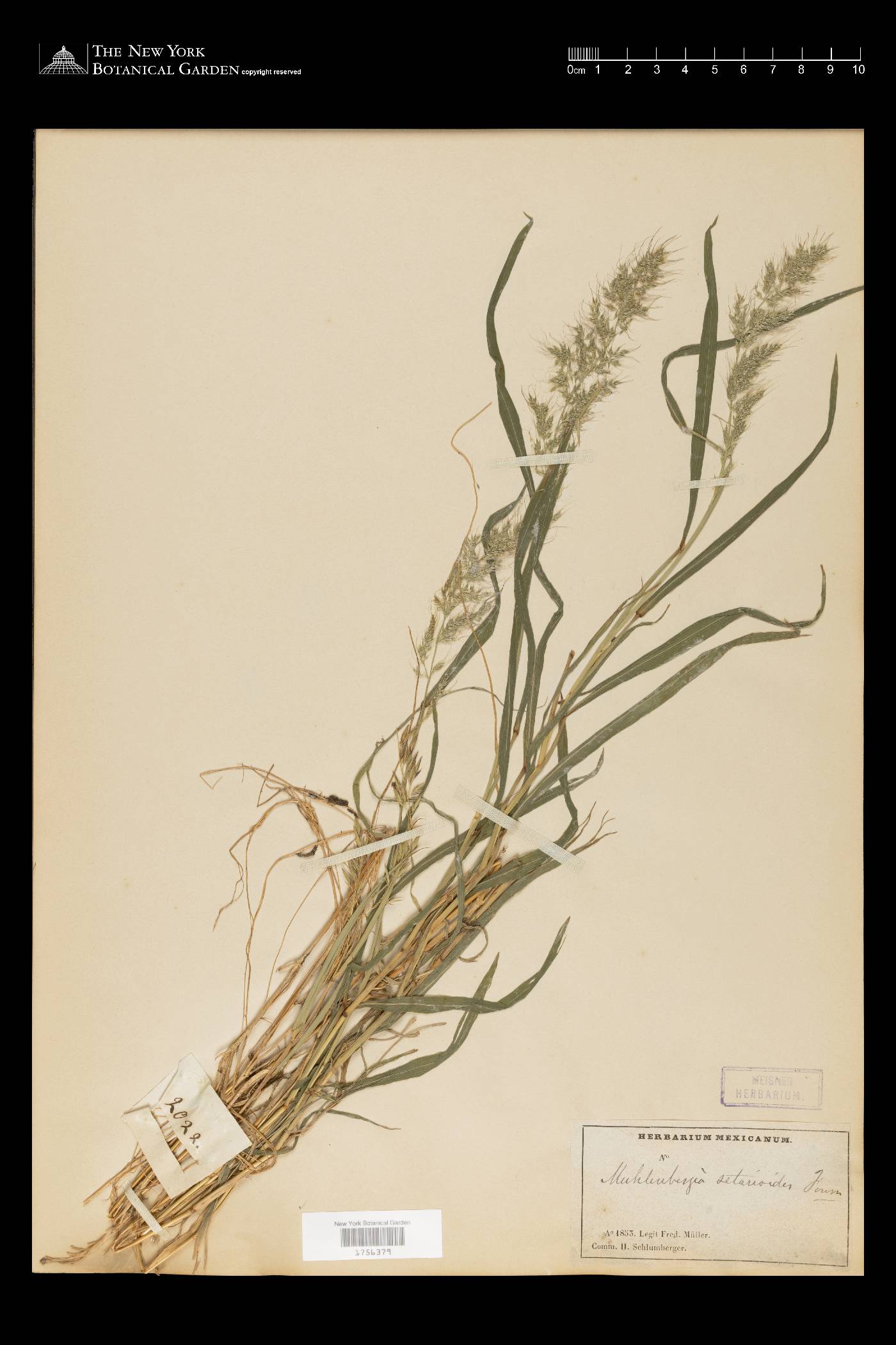 Muhlenbergia setarioides image