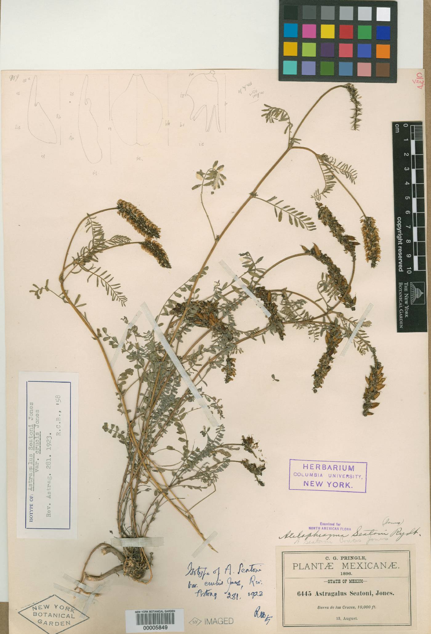 Astragalus micranthus image