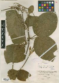 Ecliptostelma molle image