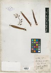 Dudleya aloides image