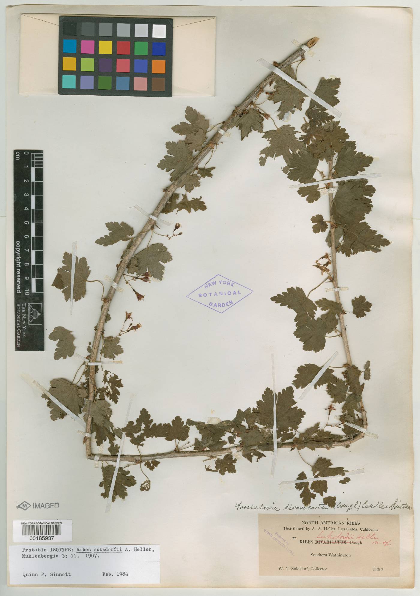 Ribes suksdorfii image