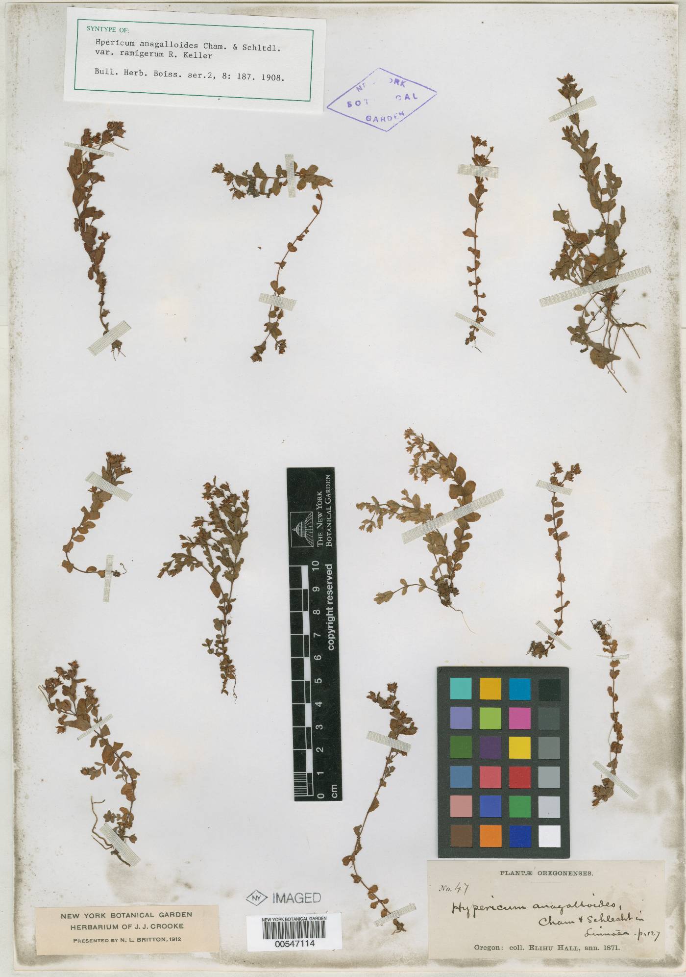 Hypericum anagalloides var. ramigerum image