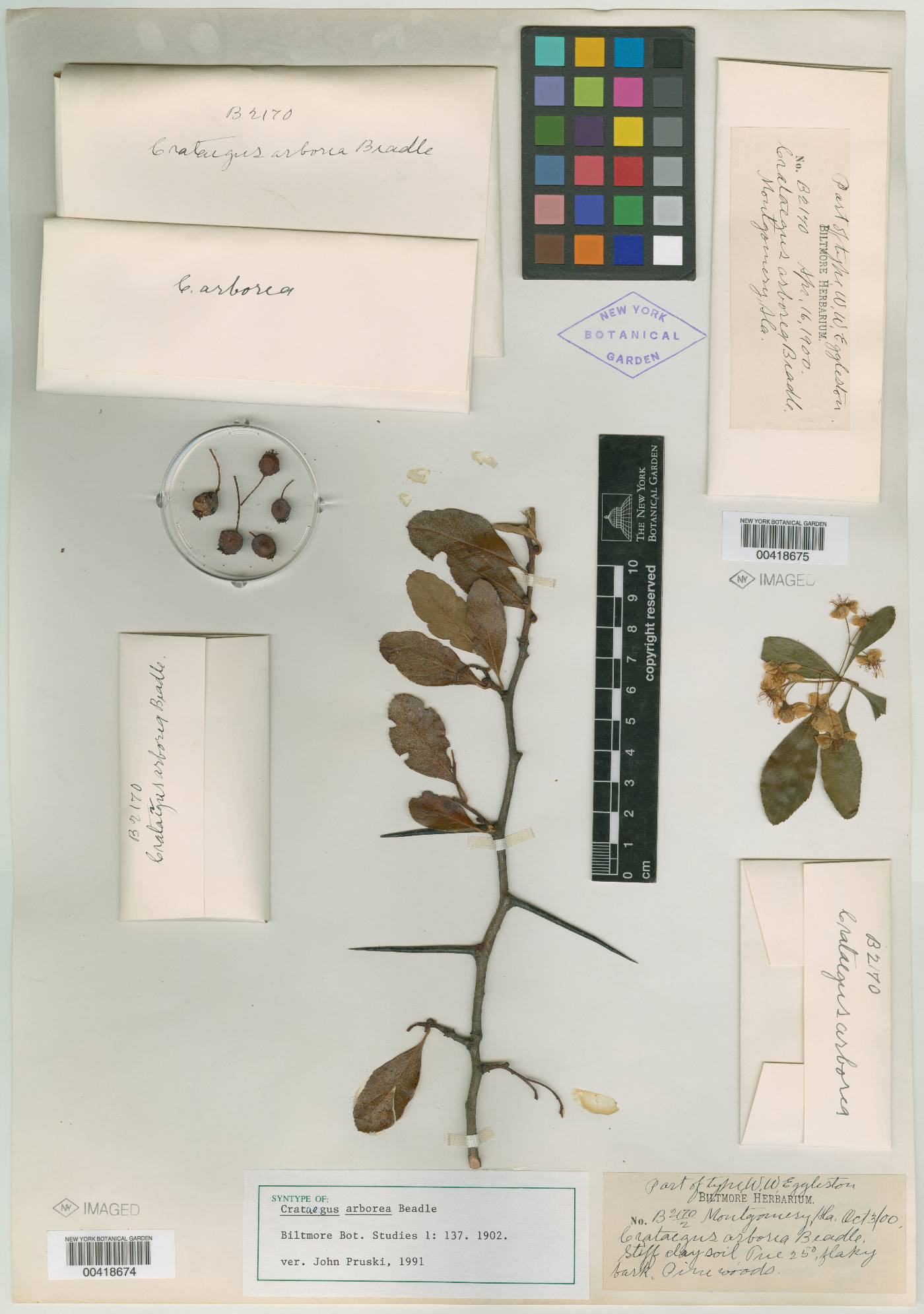Crataegus arborea image