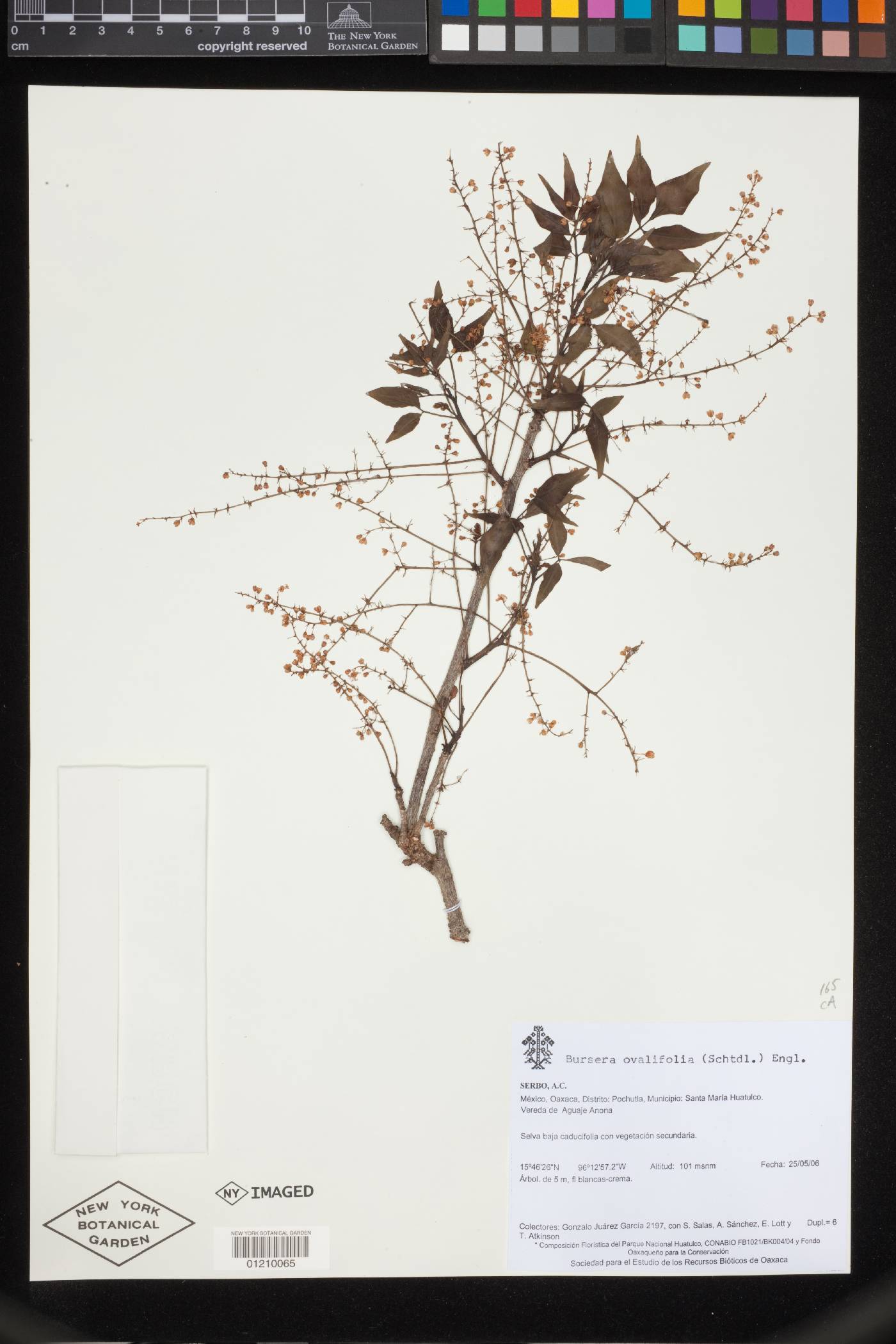 Bursera ovalifolia image