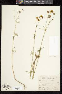 Coreopsis tinctoria image