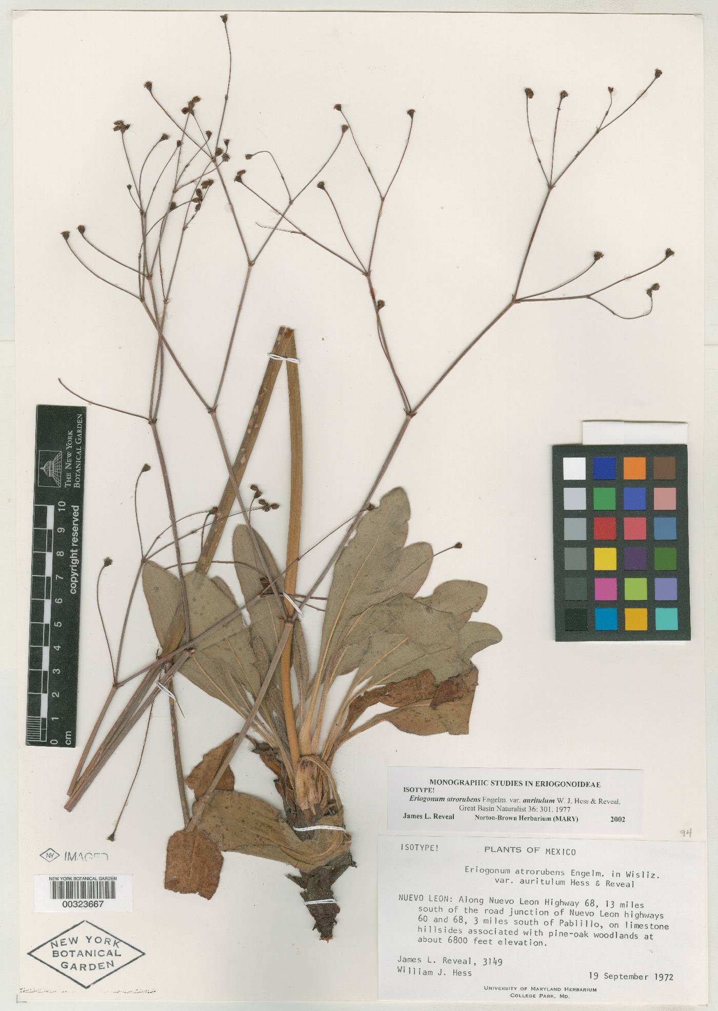 Eriogonum atrorubens var. auritulum image