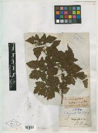 Rubus macropetalus image