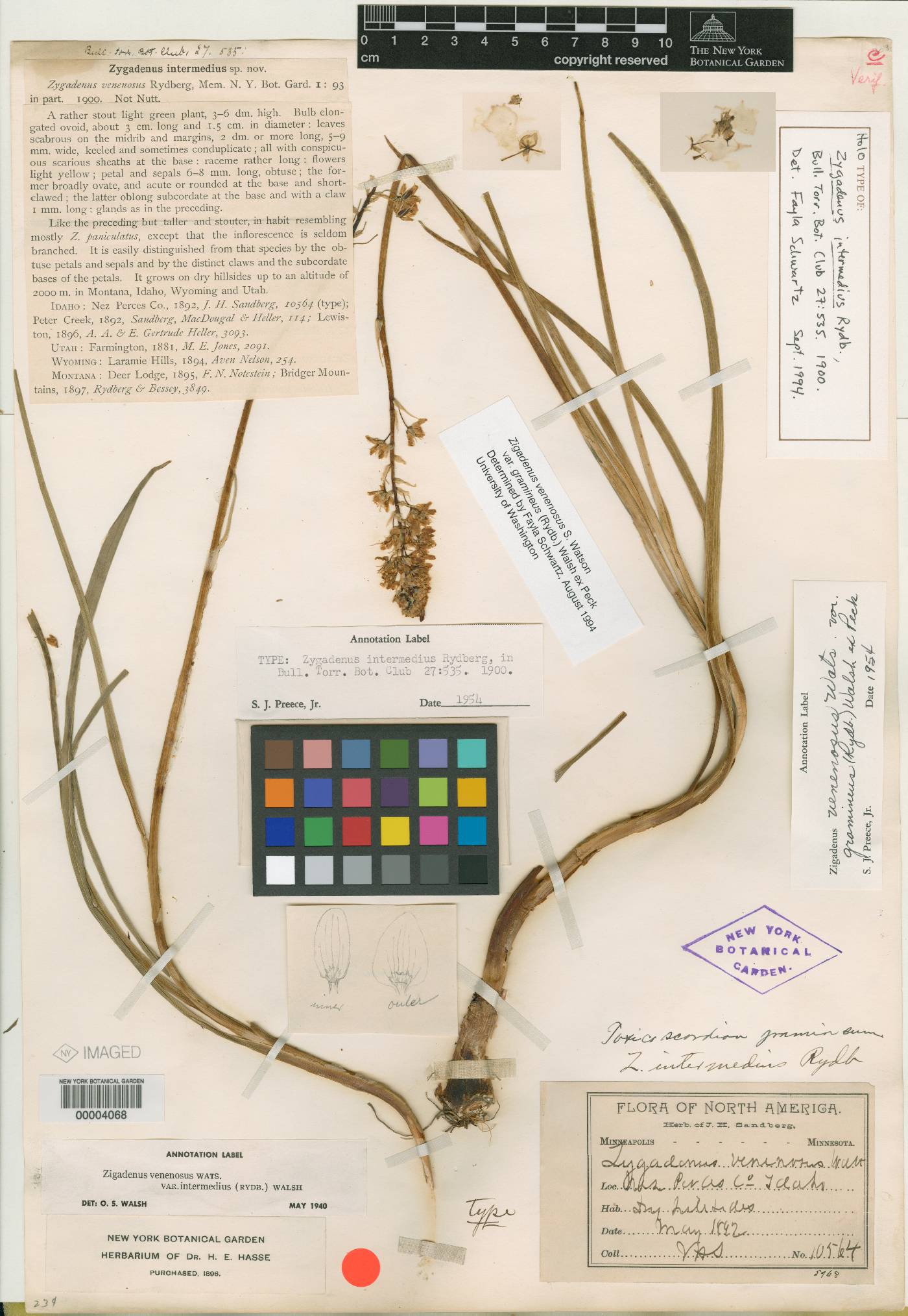 Zigadenus intermedius image