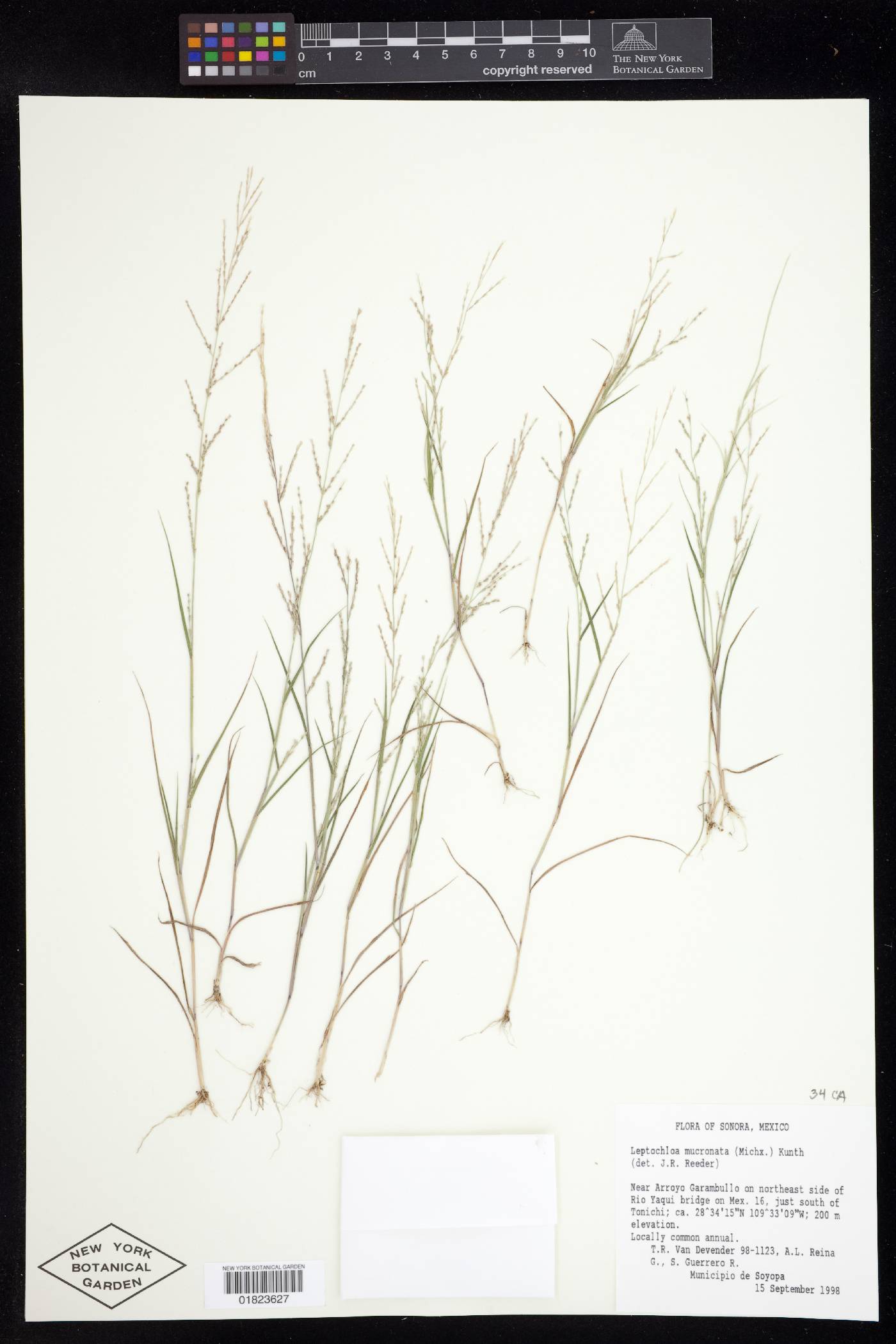 Leptochloa mucronata image