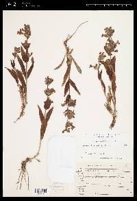 Penstemon albidus image