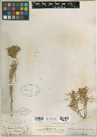 Oonopsis engelmannii image