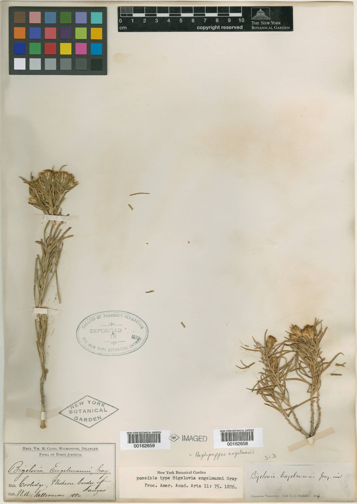 Oonopsis engelmannii image