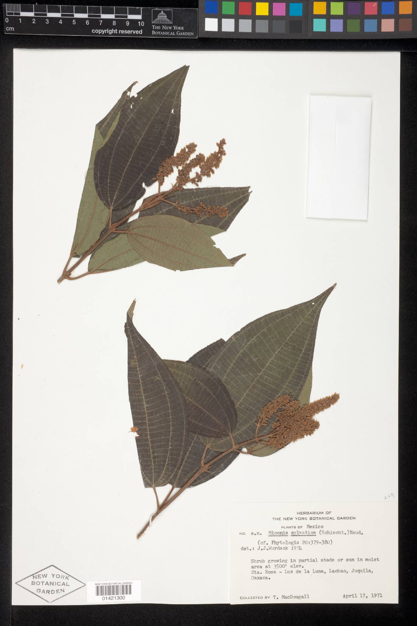 Miconia sylvatica image