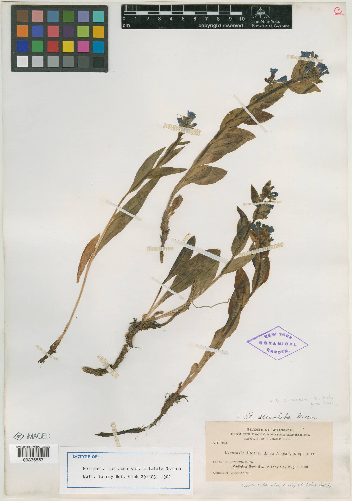 Mertensia lanceolata var. coriacea image