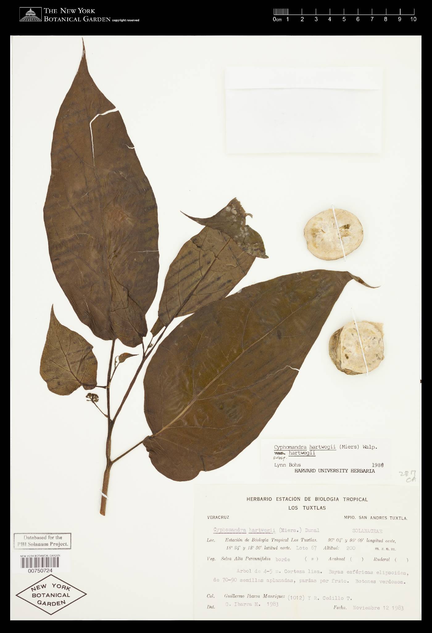 Solanum splendens image