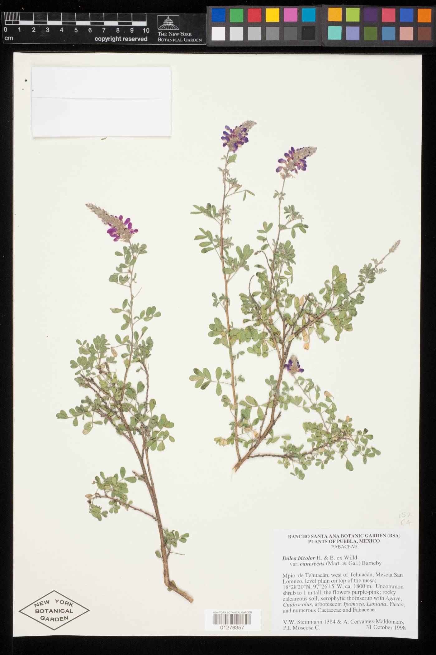 Dalea bicolor var. canescens image