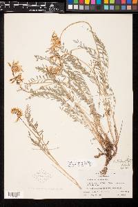 Astragalus sheldonii image