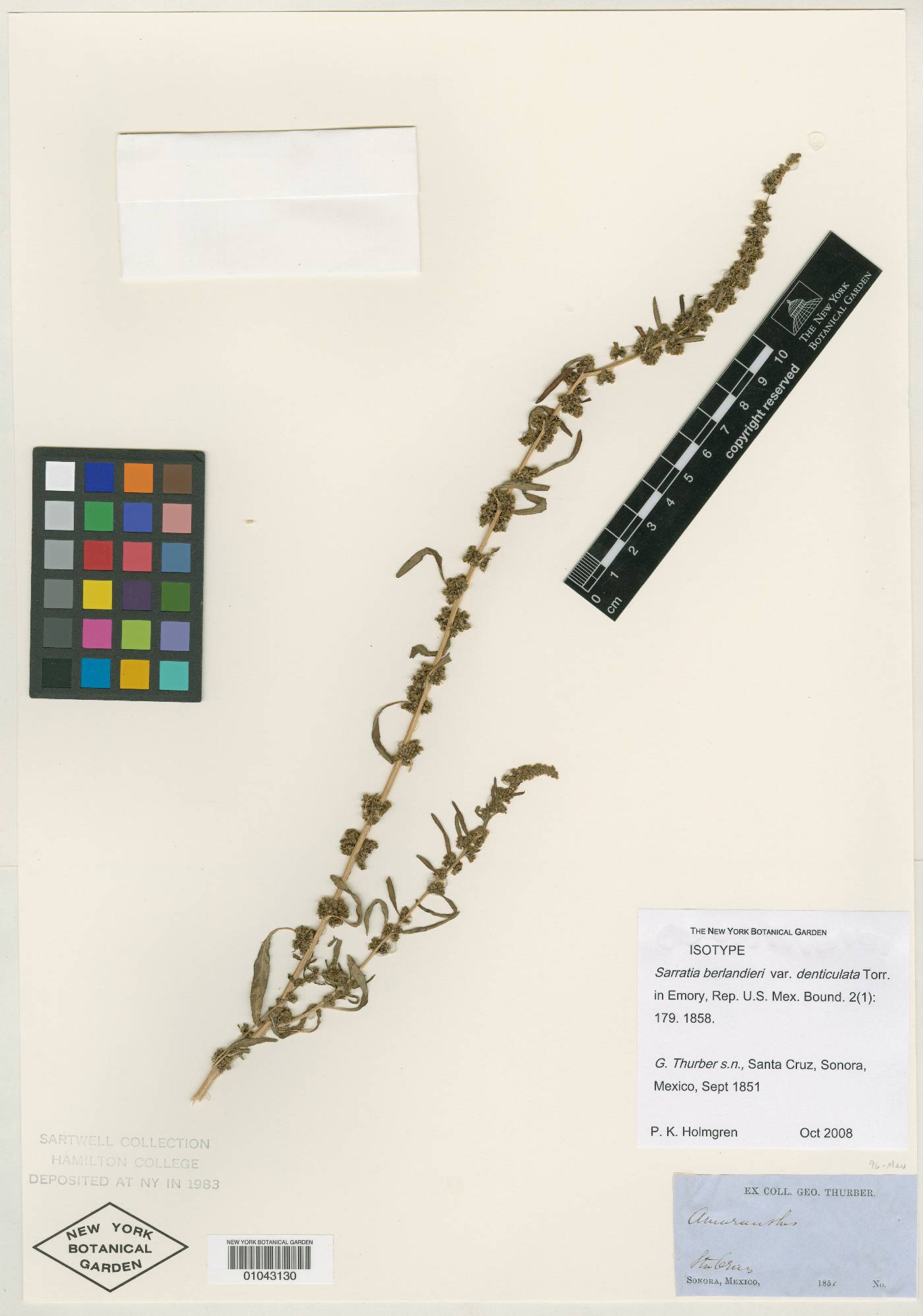 Sarratia berlandieri var. denticulata image