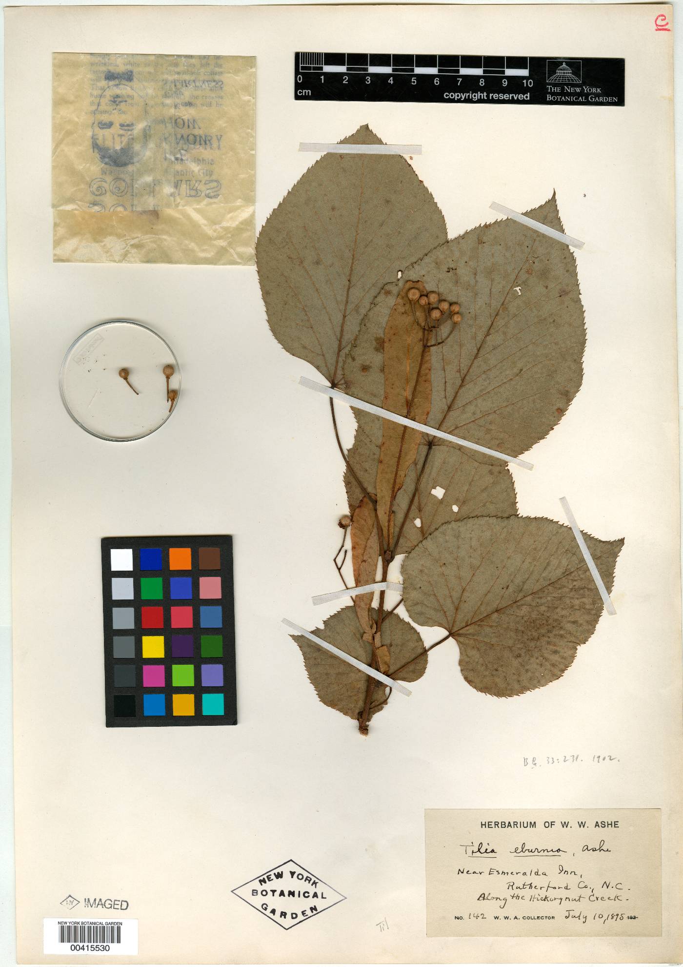 Tilia eburnea image