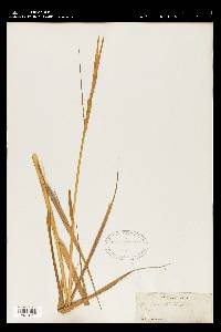 Spartina maritima image