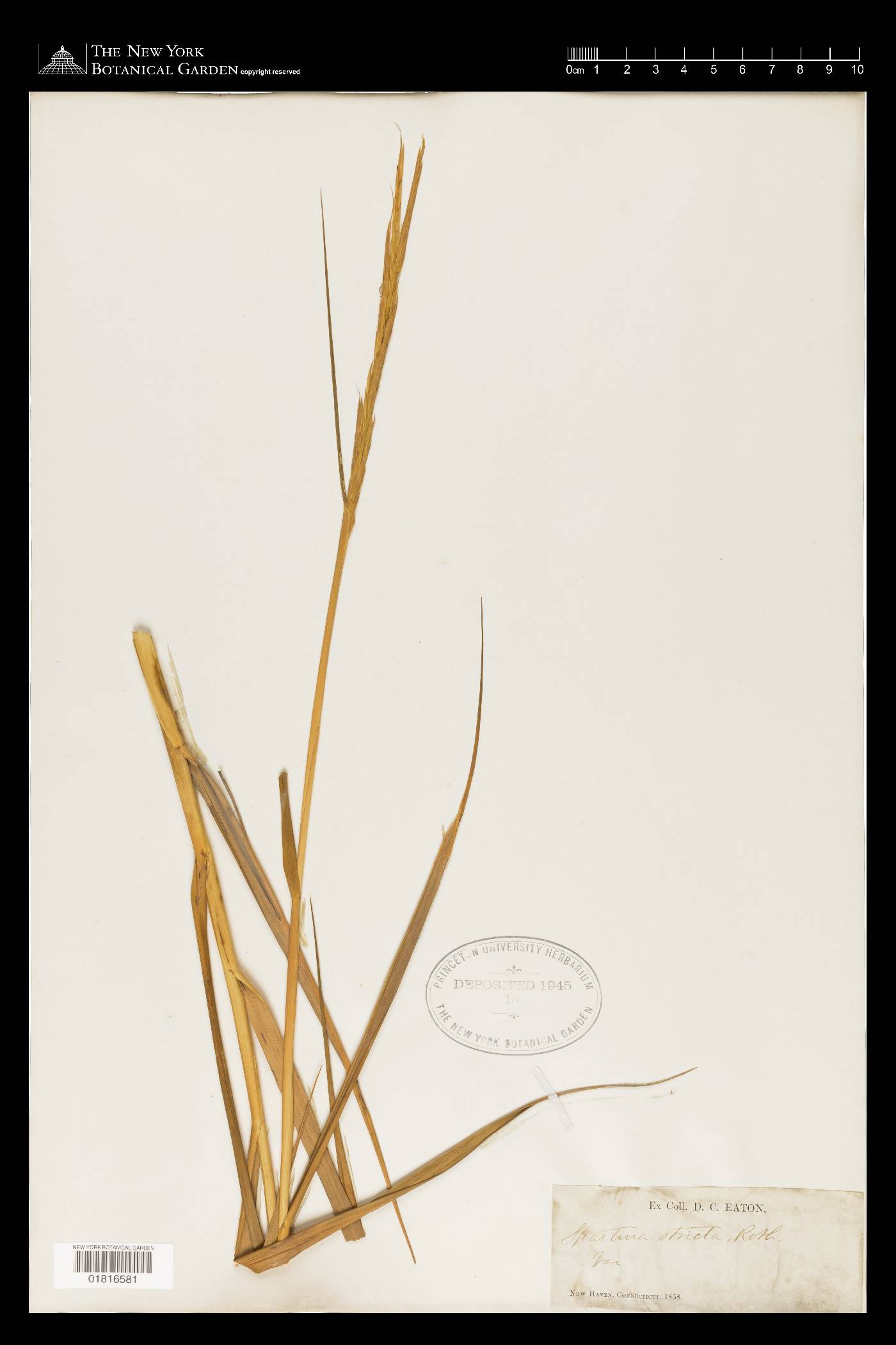 Spartina maritima image