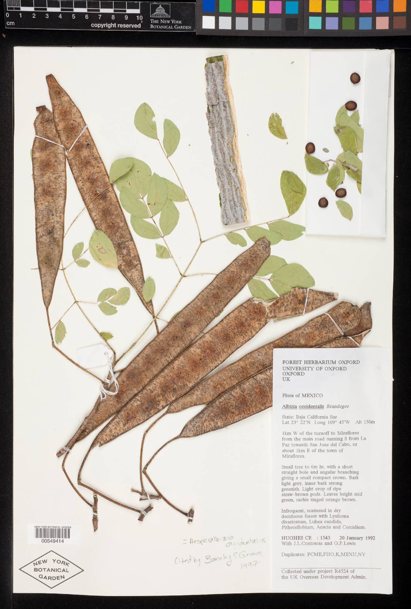 Hesperalbizia occidentalis image