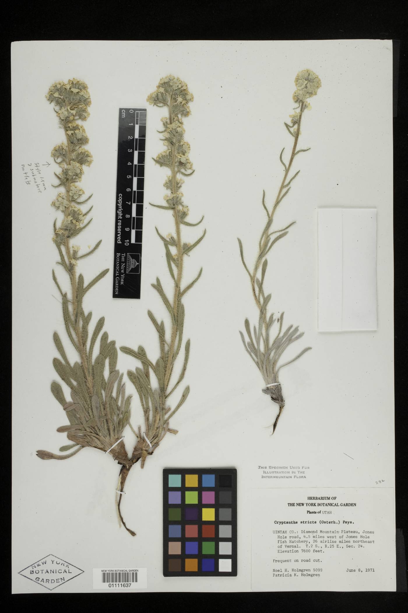 Oreocarya stricta image