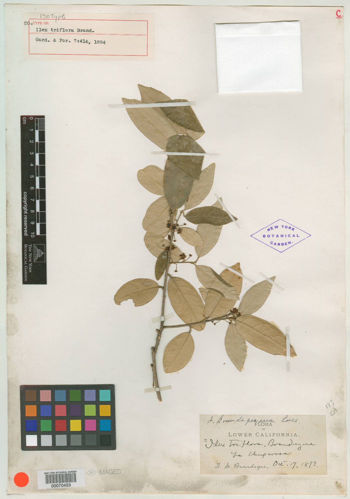 Ilex brandegeeana image