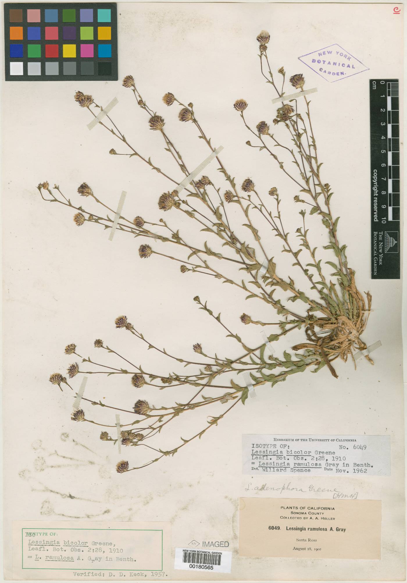 Lessingia bicolor image