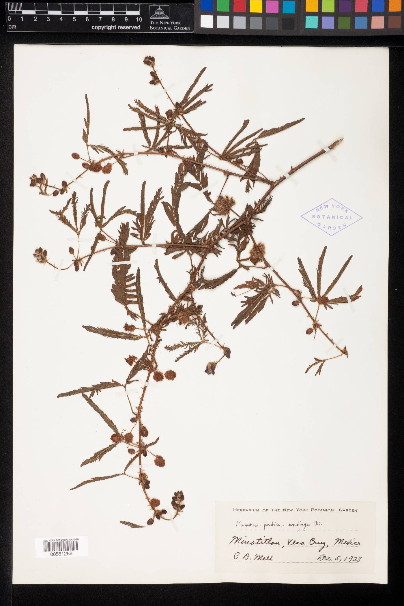 Mimosa pudica var. unijuga image