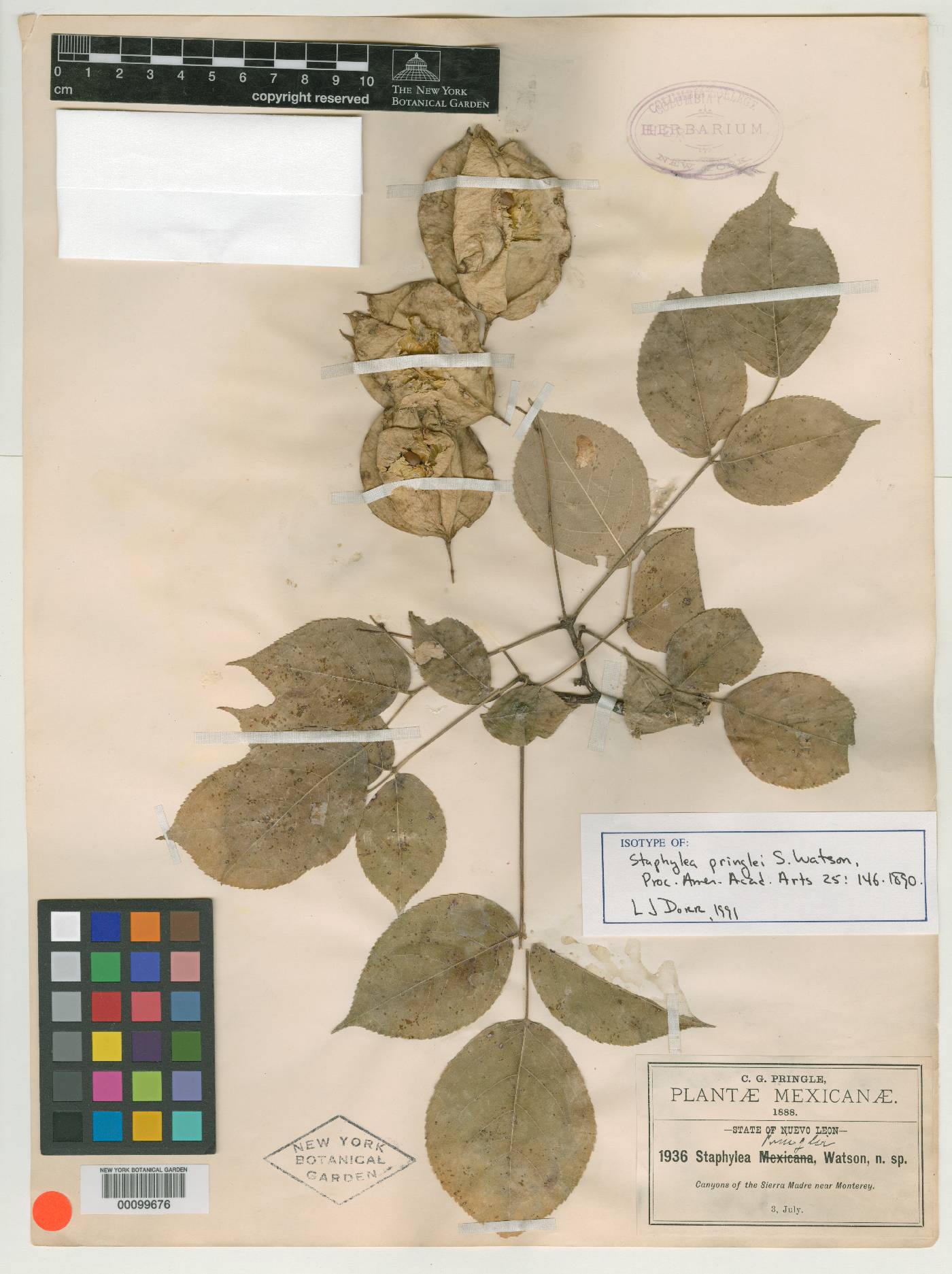 Staphylea pringlei image