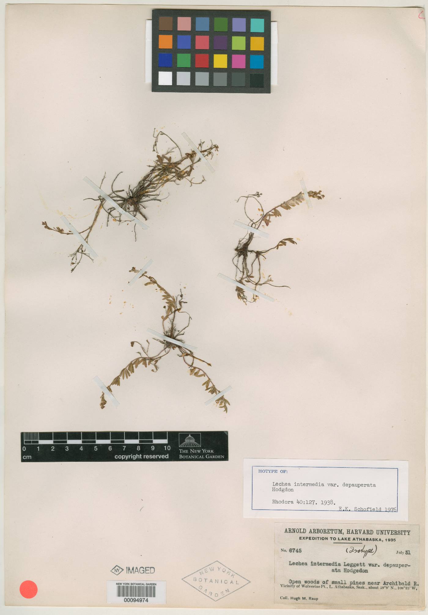 Lechea intermedia var. depauperata image