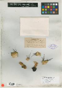 Ferocactus echidne image