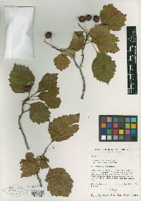 Crataegus nitidula image