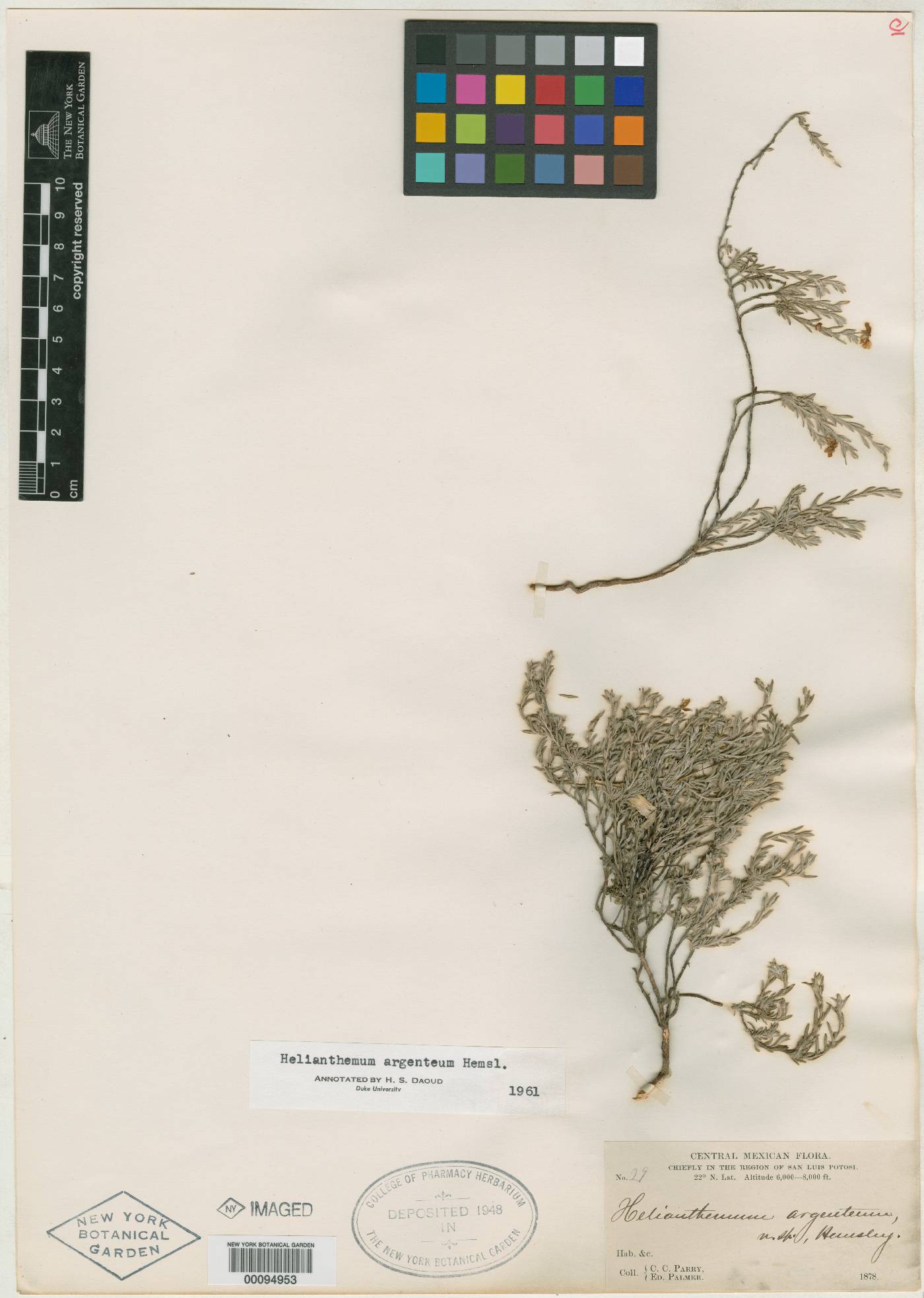 Crocanthemum argenteum image