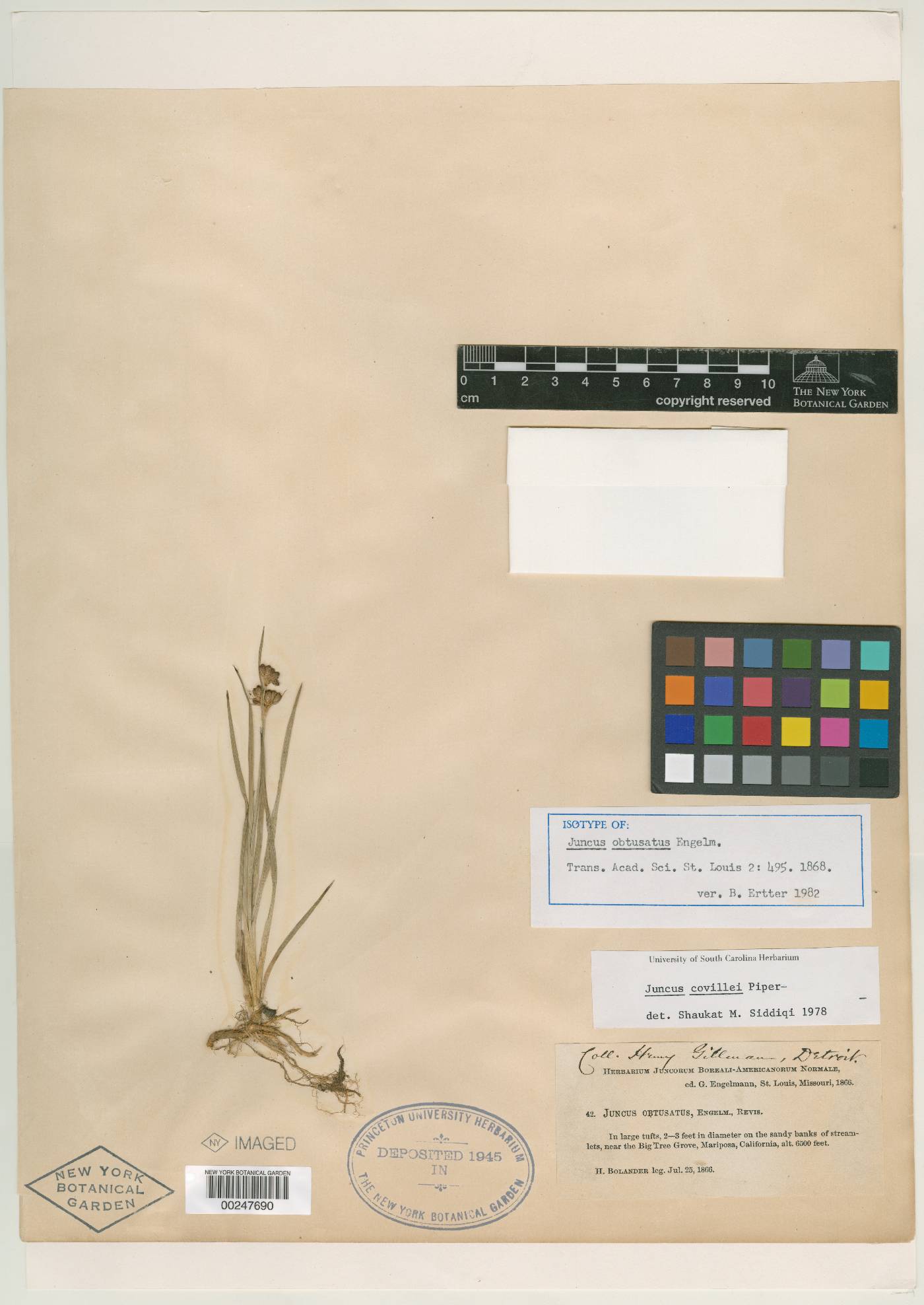 Juncus obtusatus image