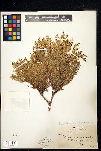 Thuja occidentalis image